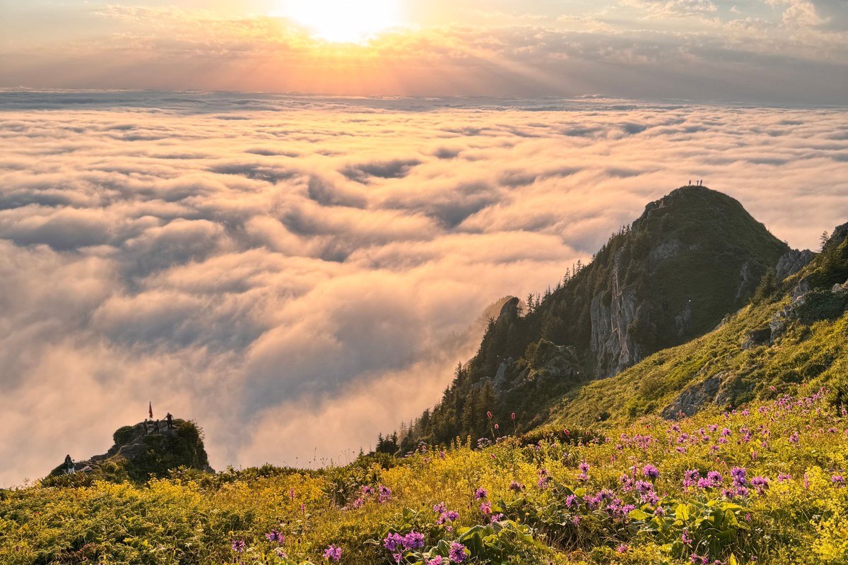 Coastal Drive redwood national park ocean bluffs with fog rolling in at sunrise