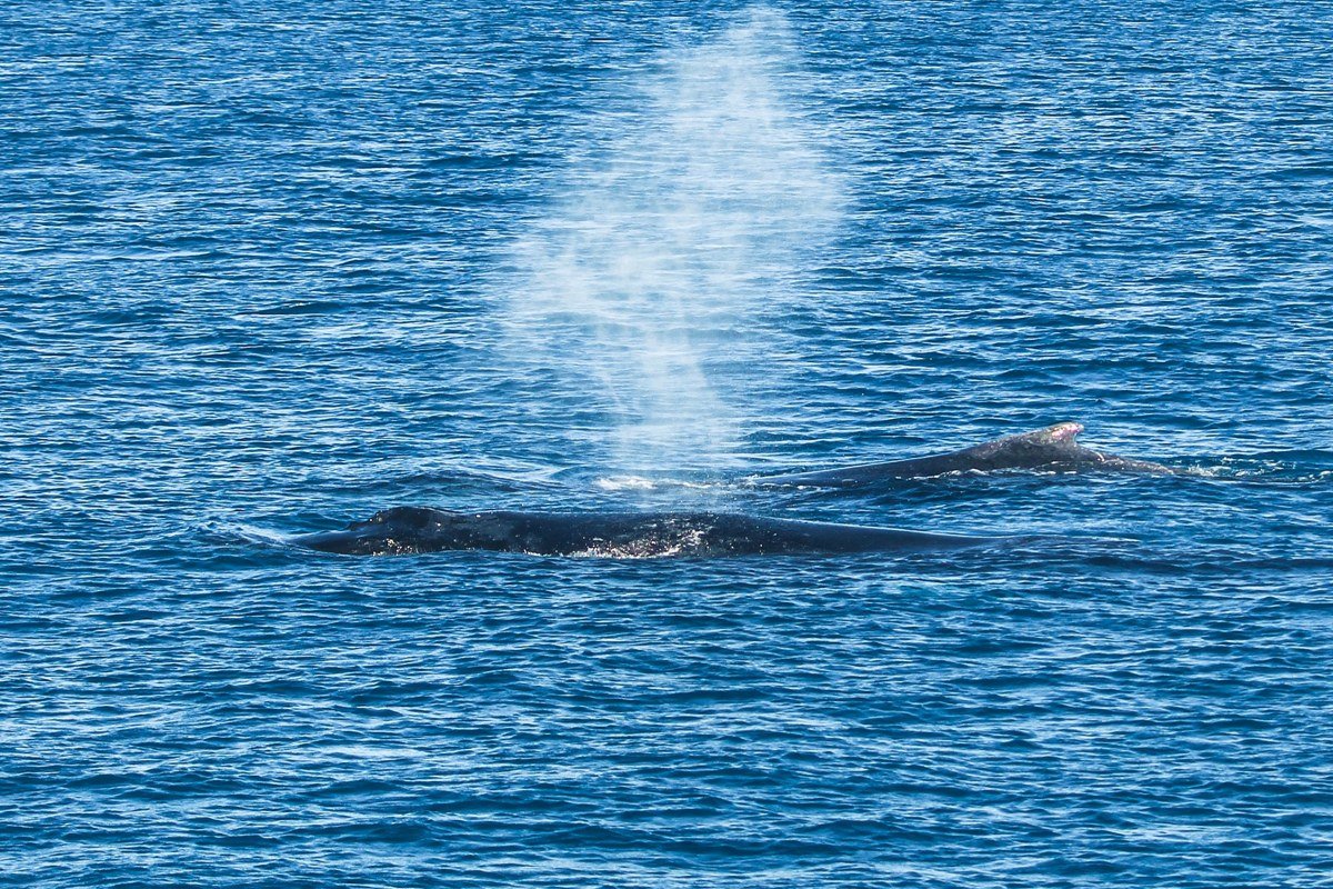 Depoe Bay Oregon whale spout seen through coastal fog near the seawall