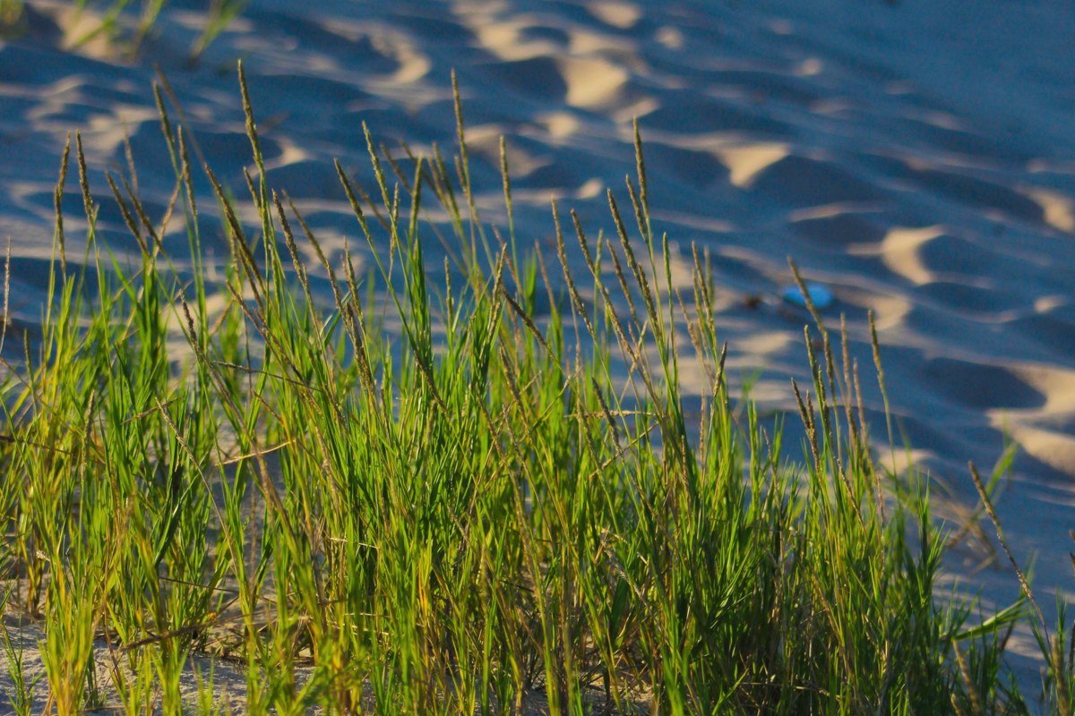 Silver Lake Sand Dunes Michigan ORV area dunes meeting Lake Michigan shoreline at sunset
