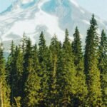 Why Cape Flattery Disappears Into Cloud Every Morning: 9 Foggy Pacific Northwest Stops Along the Way
