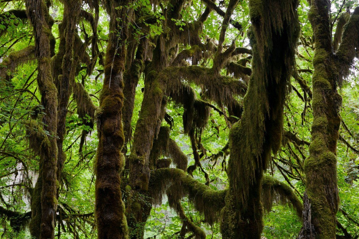 bigleaf maples in the Hoh Rainforest, moss hanging thick as fog drifts through the canopy