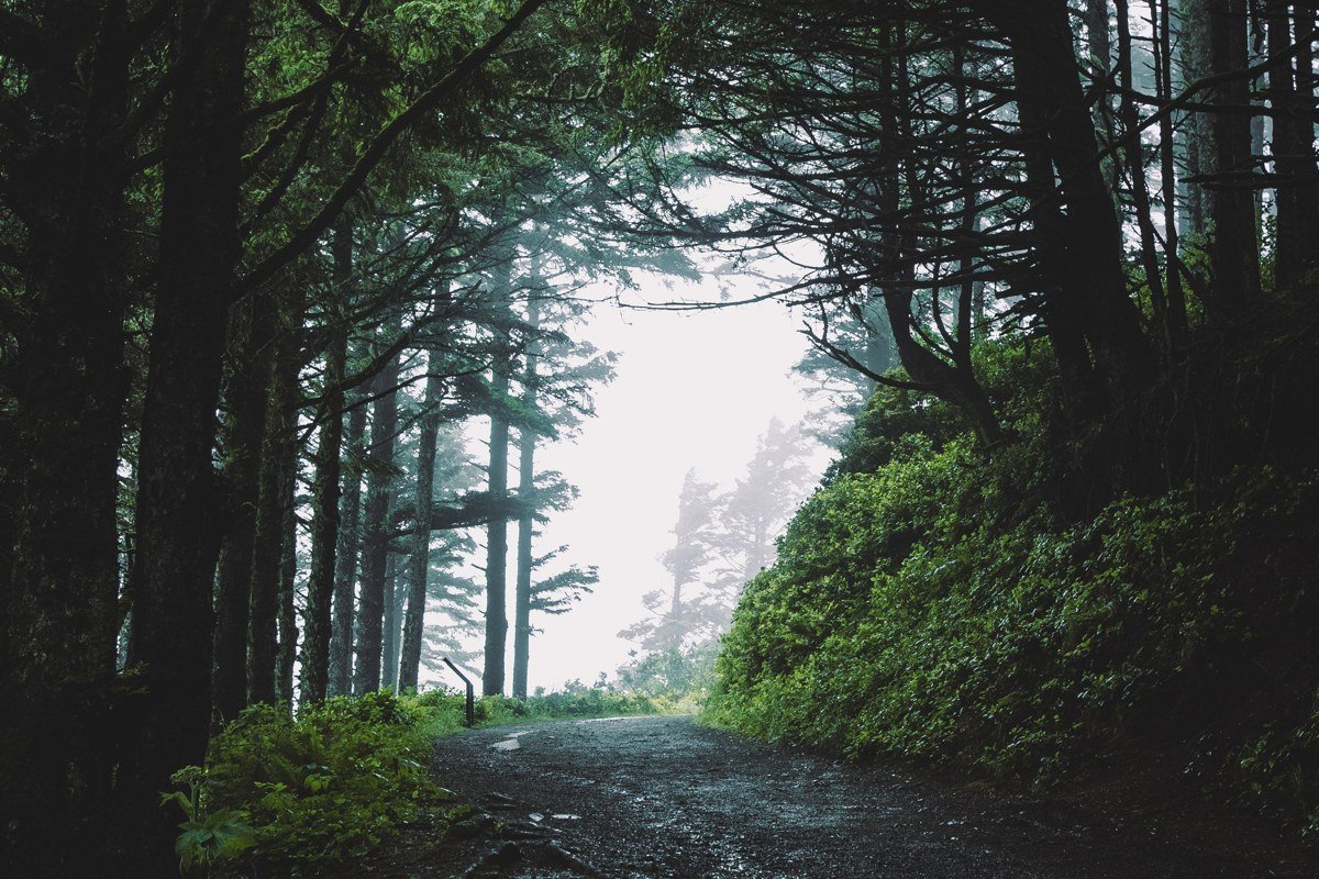 fog drifting below a forested viewpoint over the Pacific Ocean at Ecola State Park, Oregon