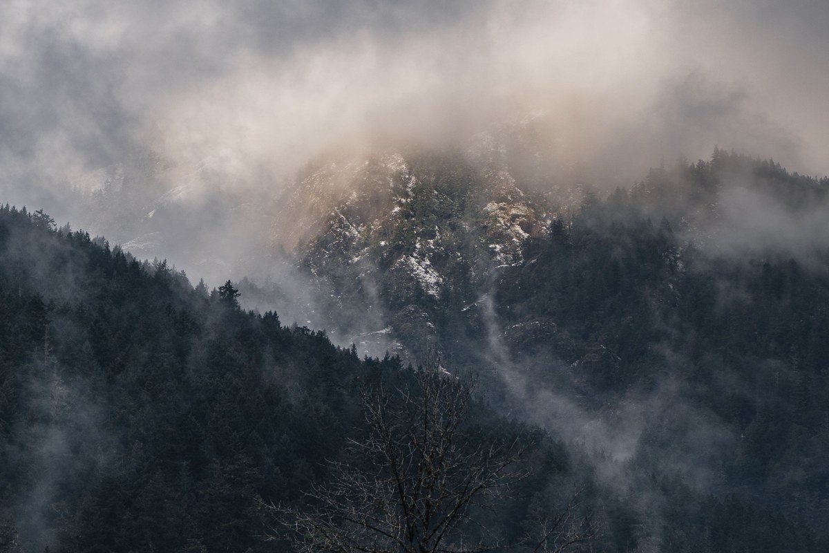 misty evergreen forest road in the Pacific Northwest with low cloud hanging over the trees
