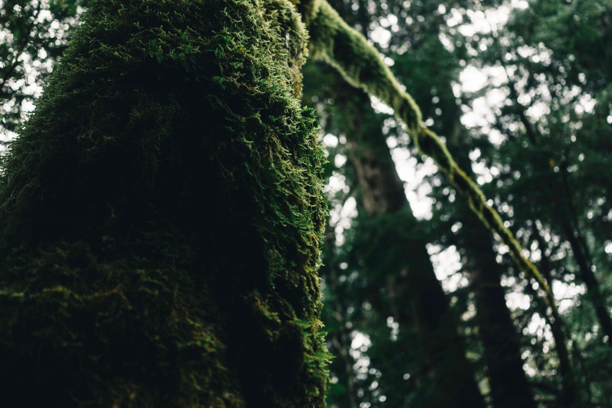 moss-draped trees in the Hoh Rainforest Olympic National Park with mist drifting between trunks