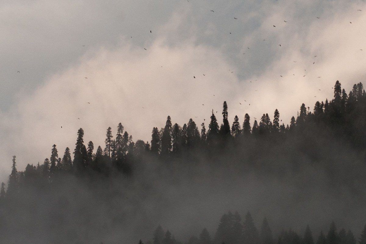 dense evergreen forest near Forks Washington under constant low grey cloud and drizzle
