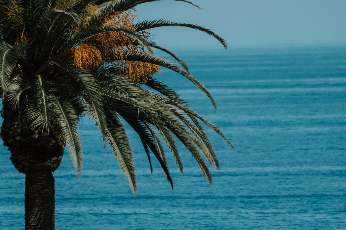 Avila Beach California palm-lined cove with calm water and fishing boats