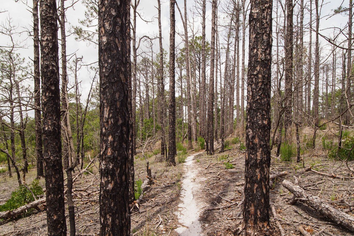 Great Island Trail Wellfleet Massachusetts dune path with pine forest and bay views