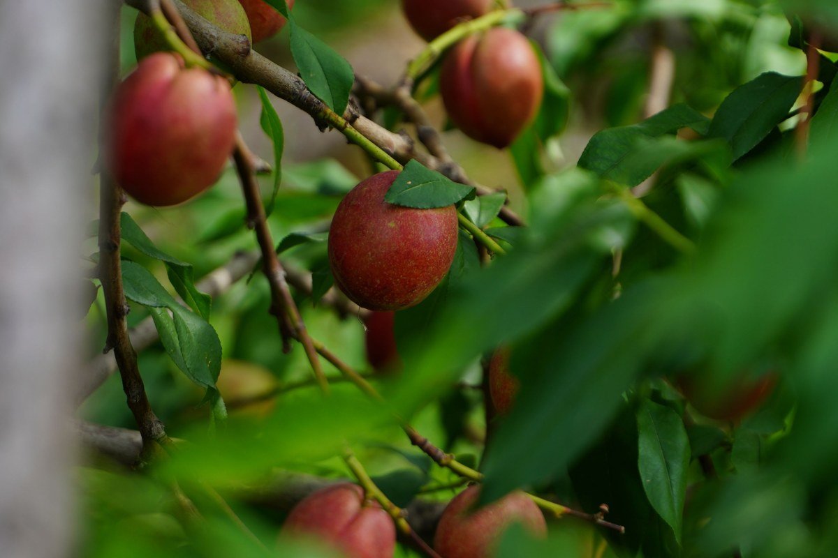 Capitol Reef Fruita orchards with ripe fruit trees against red Waterpocket Fold cliffs