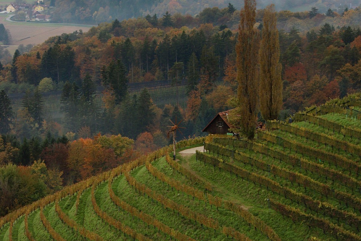 Keuka Lake overlook New York vineyard rows fading into morning mist