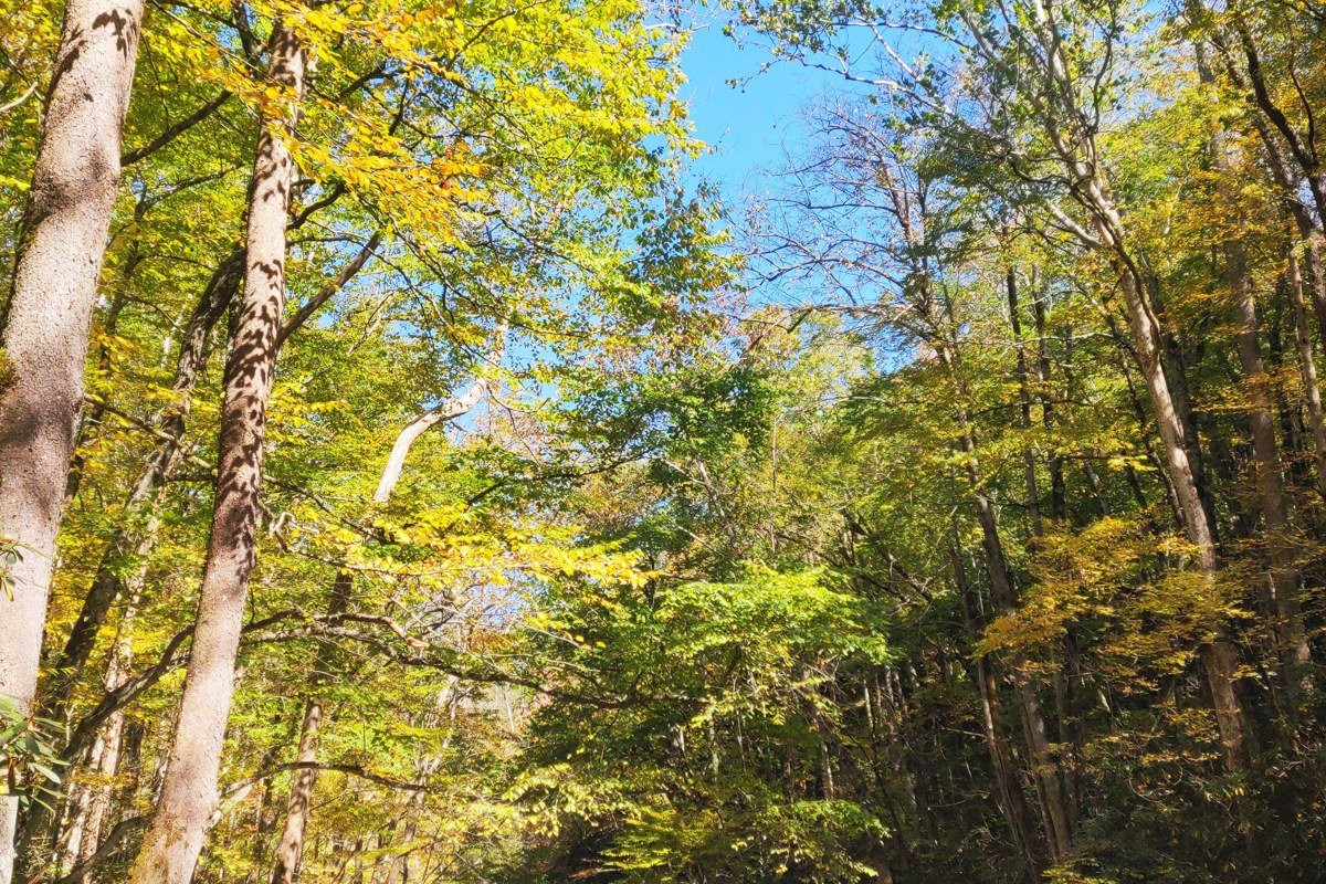 Big Creek trail with mist rising off the creek through old-growth forest at sunrise