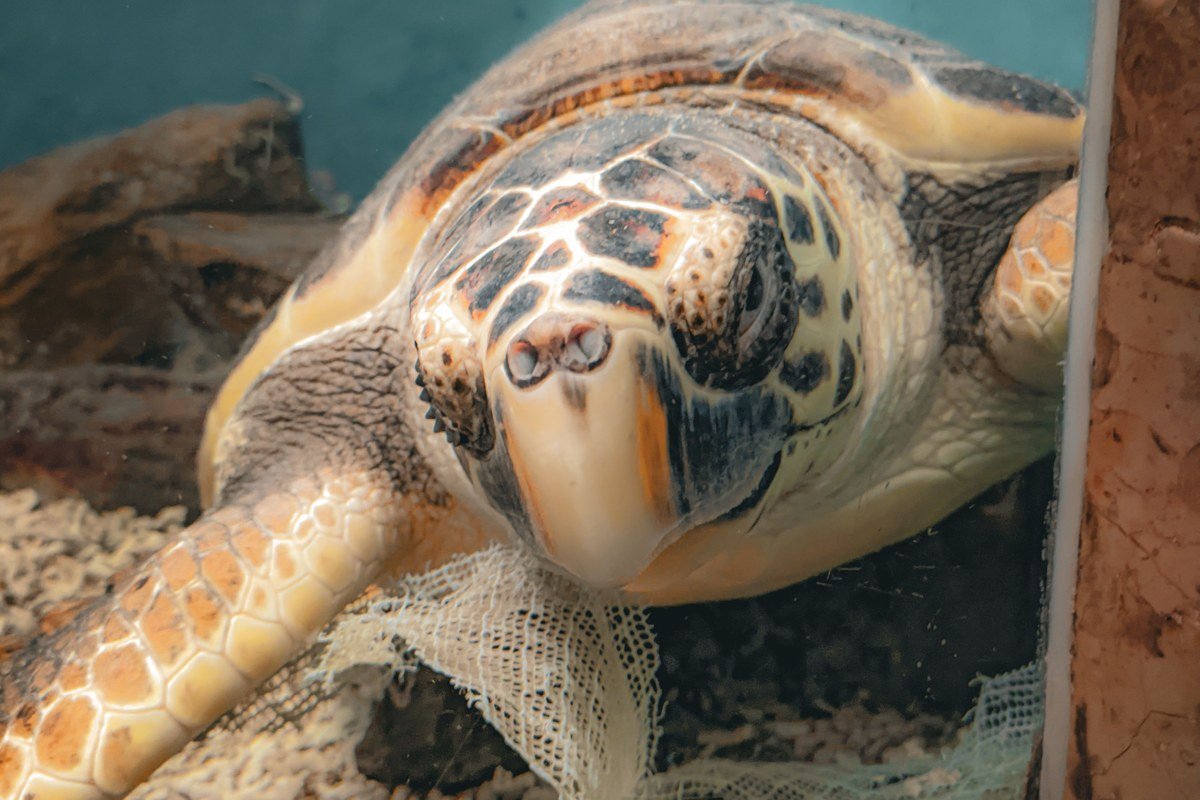 sea turtle recovery tank at the Turtle Hospital in Marathon Florida