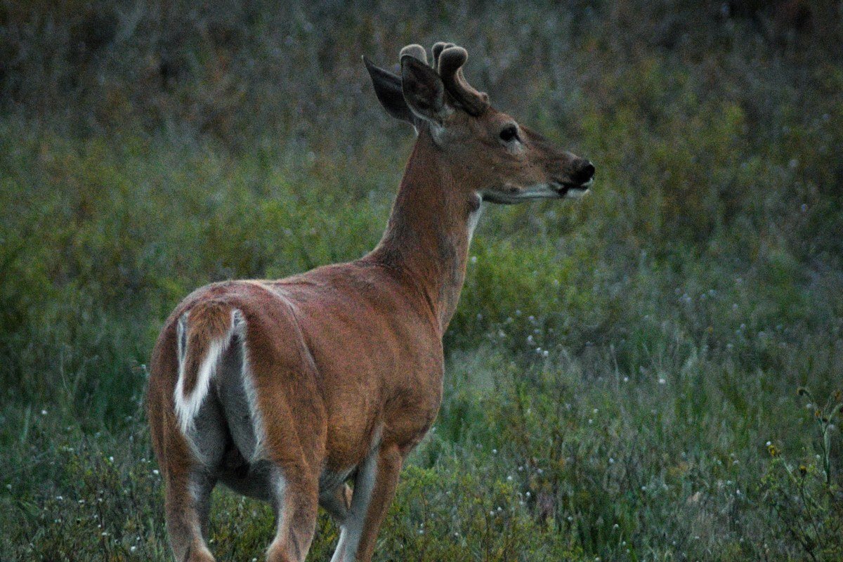 Key deer standing in scrub habitat on Big Pine Key Florida at dusk