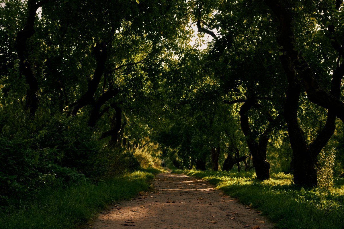 a short dirt path disappearing under a low, moss-heavy maple canopy