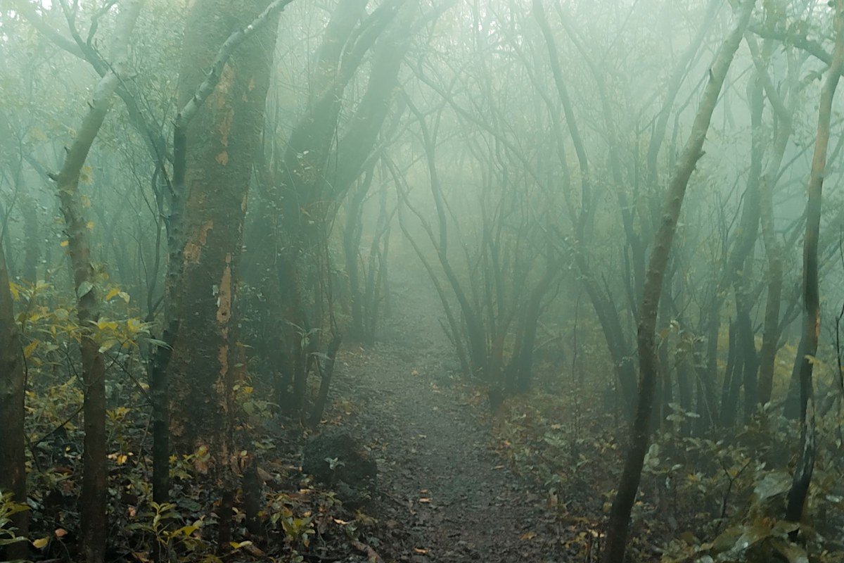 hemlock trunks fading into low cloud along a narrow forest trail