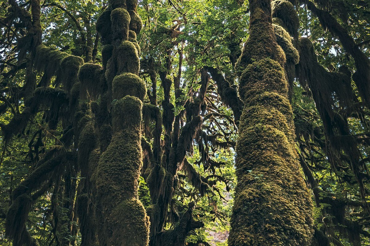 a cluster of bigleaf maples whose upper limbs vanish completely into white