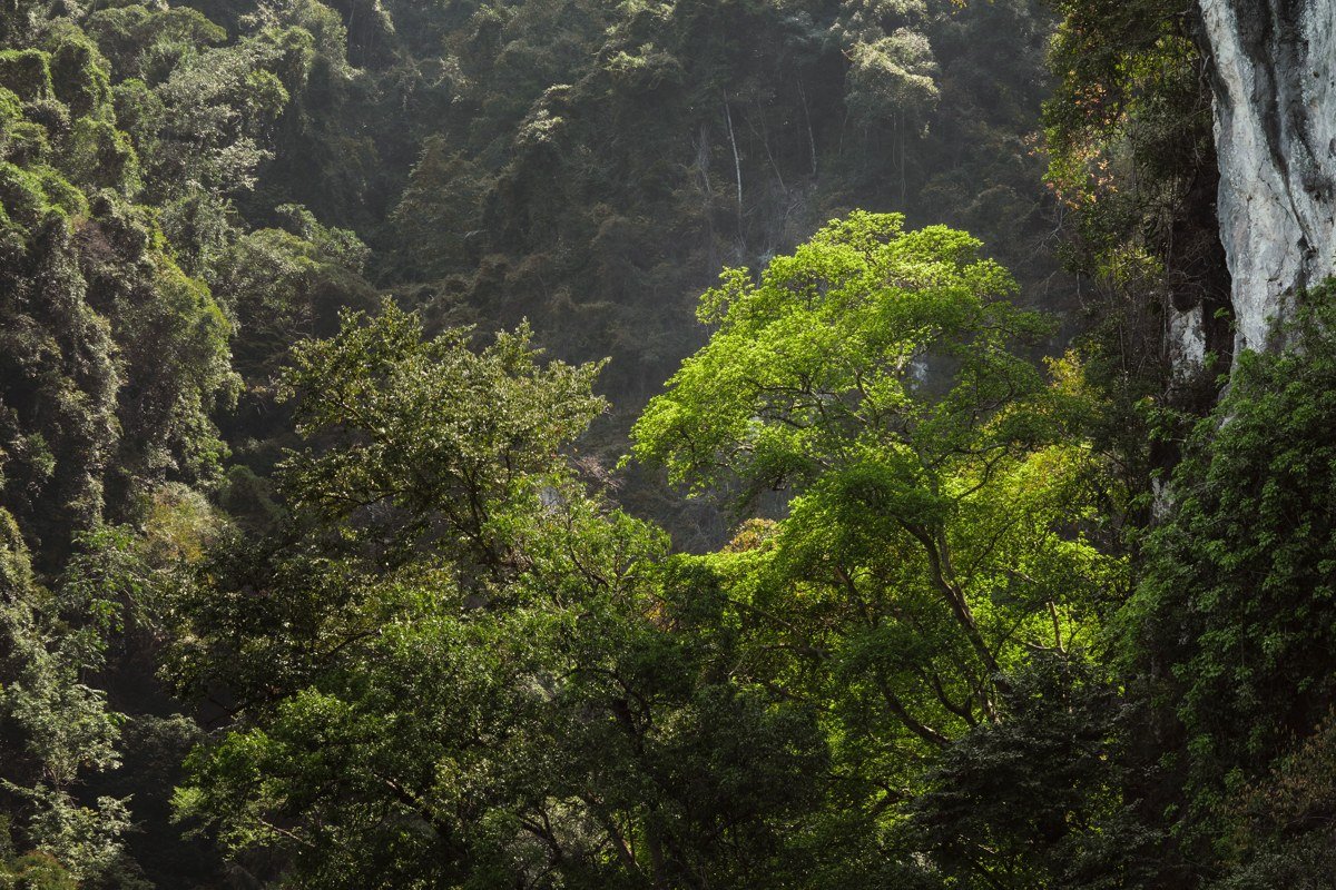a wide rainforest canopy with shafts of light cutting through drifting fog