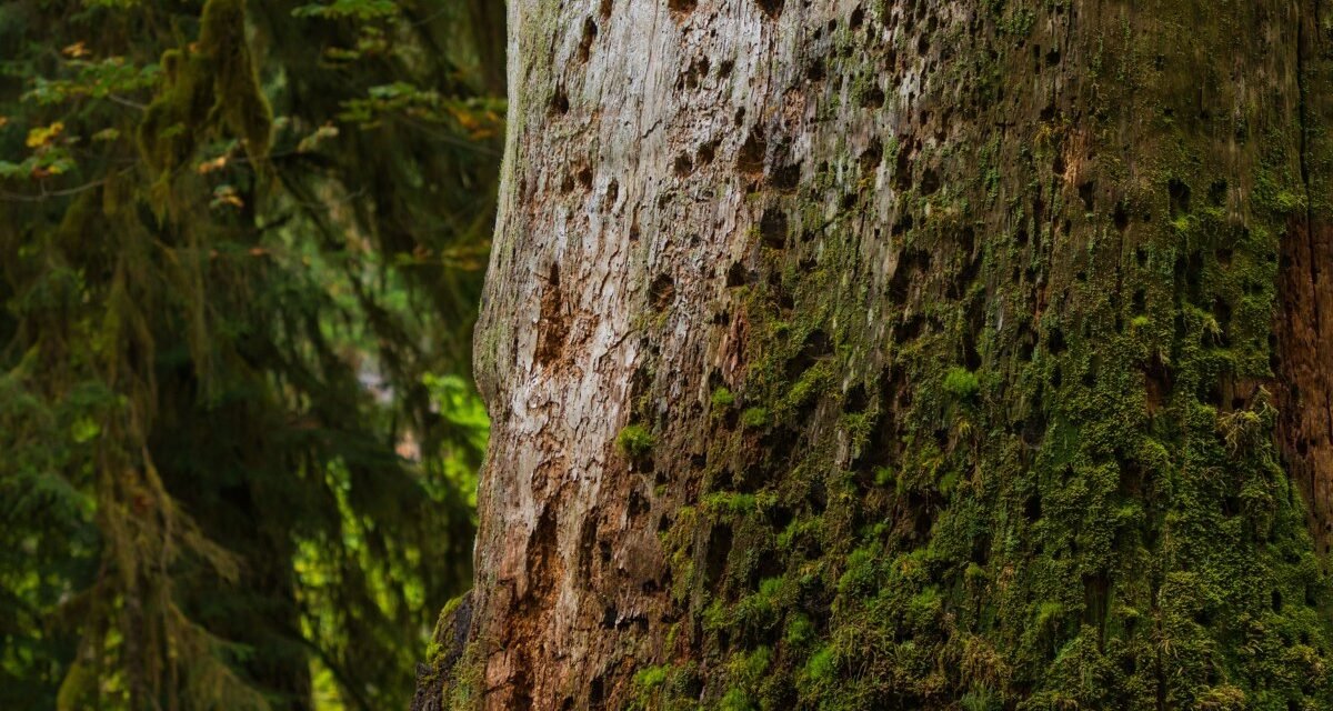 Olympic National Park's Hoh Rainforest at First Light: 8 Trails Where the Moss Still Drips With Fog