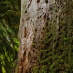 Olympic National Park's Hoh Rainforest at First Light: 8 Trails Where the Moss Still Drips With Fog