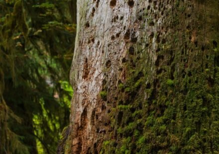 Olympic National Park's Hoh Rainforest at First Light: 8 Trails Where the Moss Still Drips With Fog