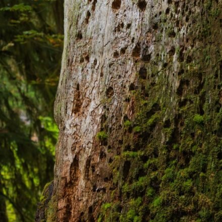 Olympic National Park's Hoh Rainforest at First Light: 8 Trails Where the Moss Still Drips With Fog