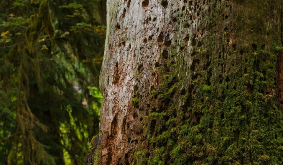 Olympic National Park's Hoh Rainforest at First Light: 8 Trails Where the Moss Still Drips With Fog
