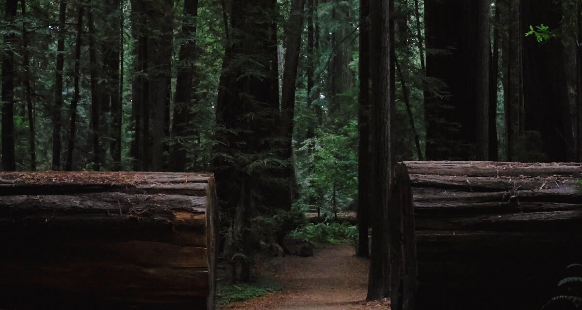 Redwood Fog Rolls In Like a Slow Tide: 8 Groves Where Morning Light Never Fully Lands