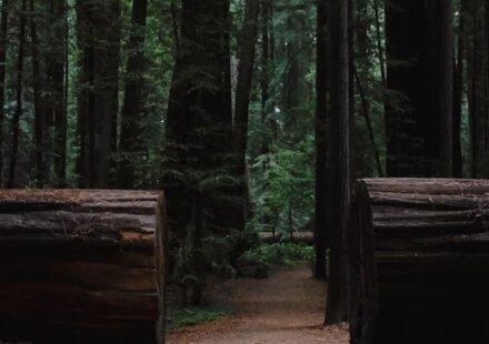Redwood Fog Rolls In Like a Slow Tide: 8 Groves Where Morning Light Never Fully Lands