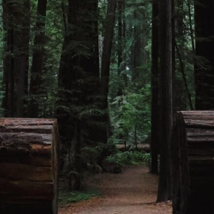 Redwood Fog Rolls In Like a Slow Tide: 8 Groves Where Morning Light Never Fully Lands