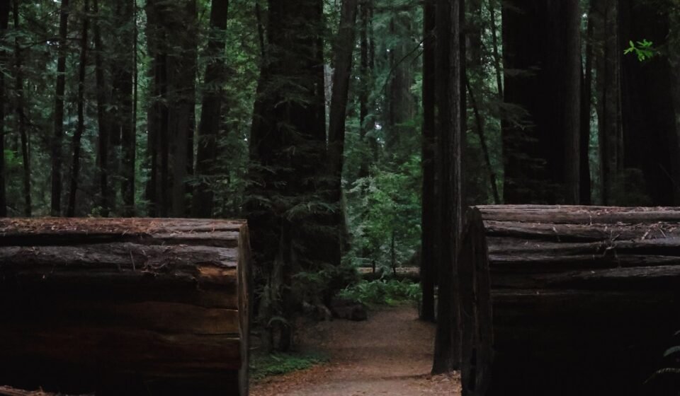 Redwood Fog Rolls In Like a Slow Tide: 8 Groves Where Morning Light Never Fully Lands Redwood Fog Rolls In Like a Slow Tide: 8 Groves Where Morning Light Never Fully Lands