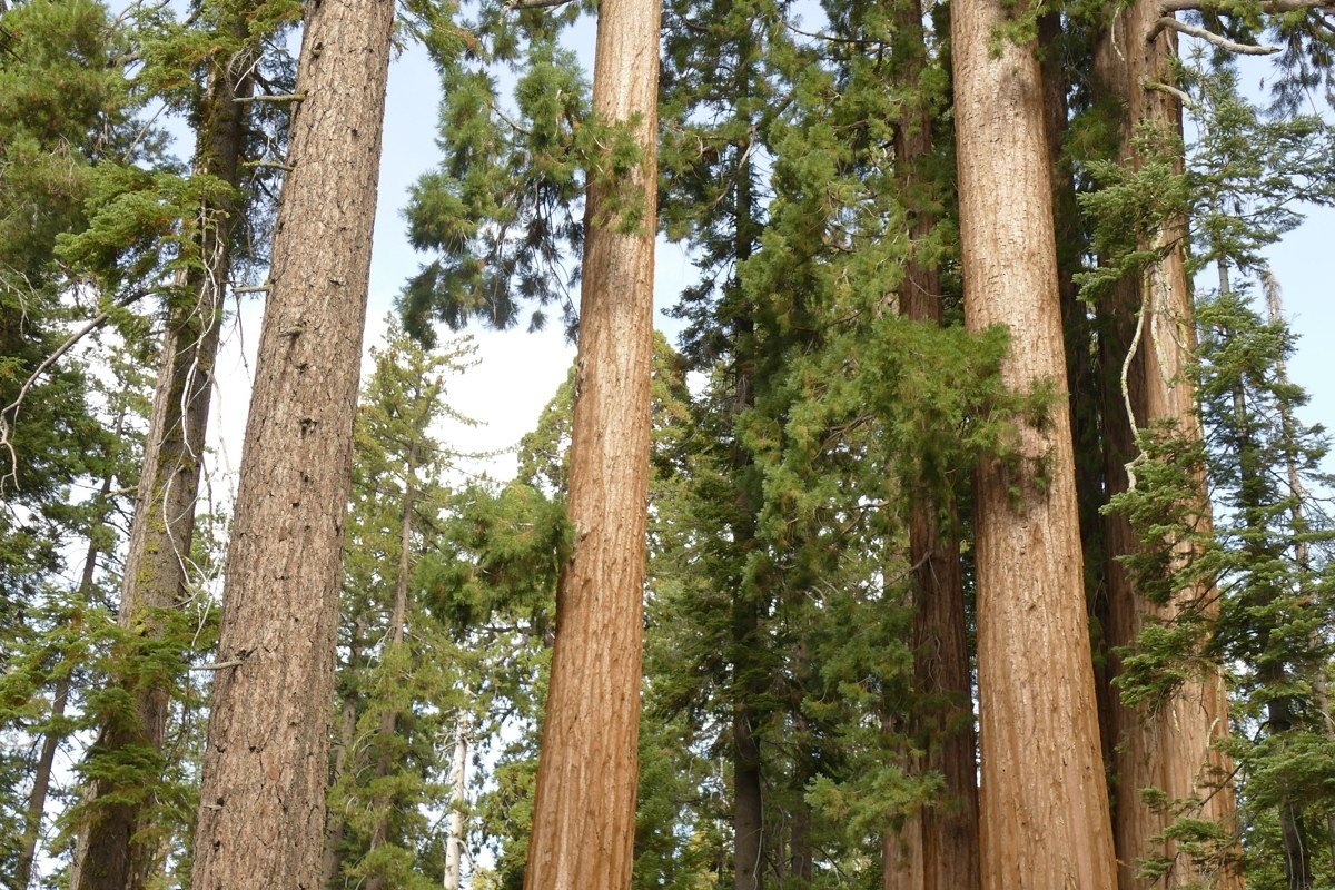 fog drifting through old growth redwood trunks at dawn, California