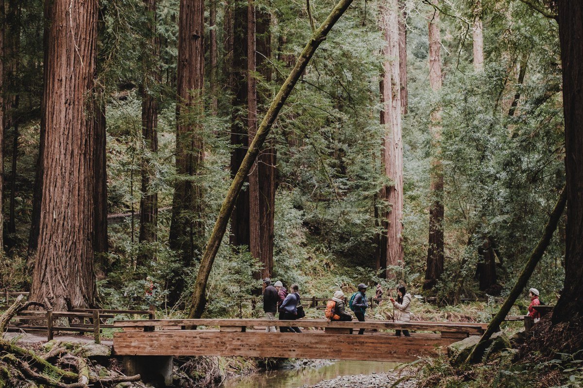 Lady Bird Johnson Grove trail sign wrapped in morning fog, redwood trees
