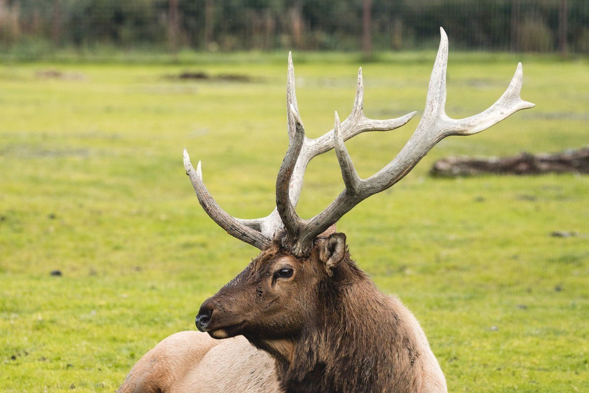 Roosevelt elk grazing in fog along Newton B Drury Scenic Parkway, Prairie Creek Redwoods California
