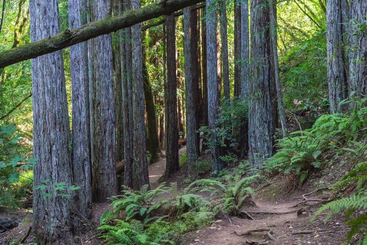 sword fern understory in fog, Simpson-Reed Grove redwood trees California