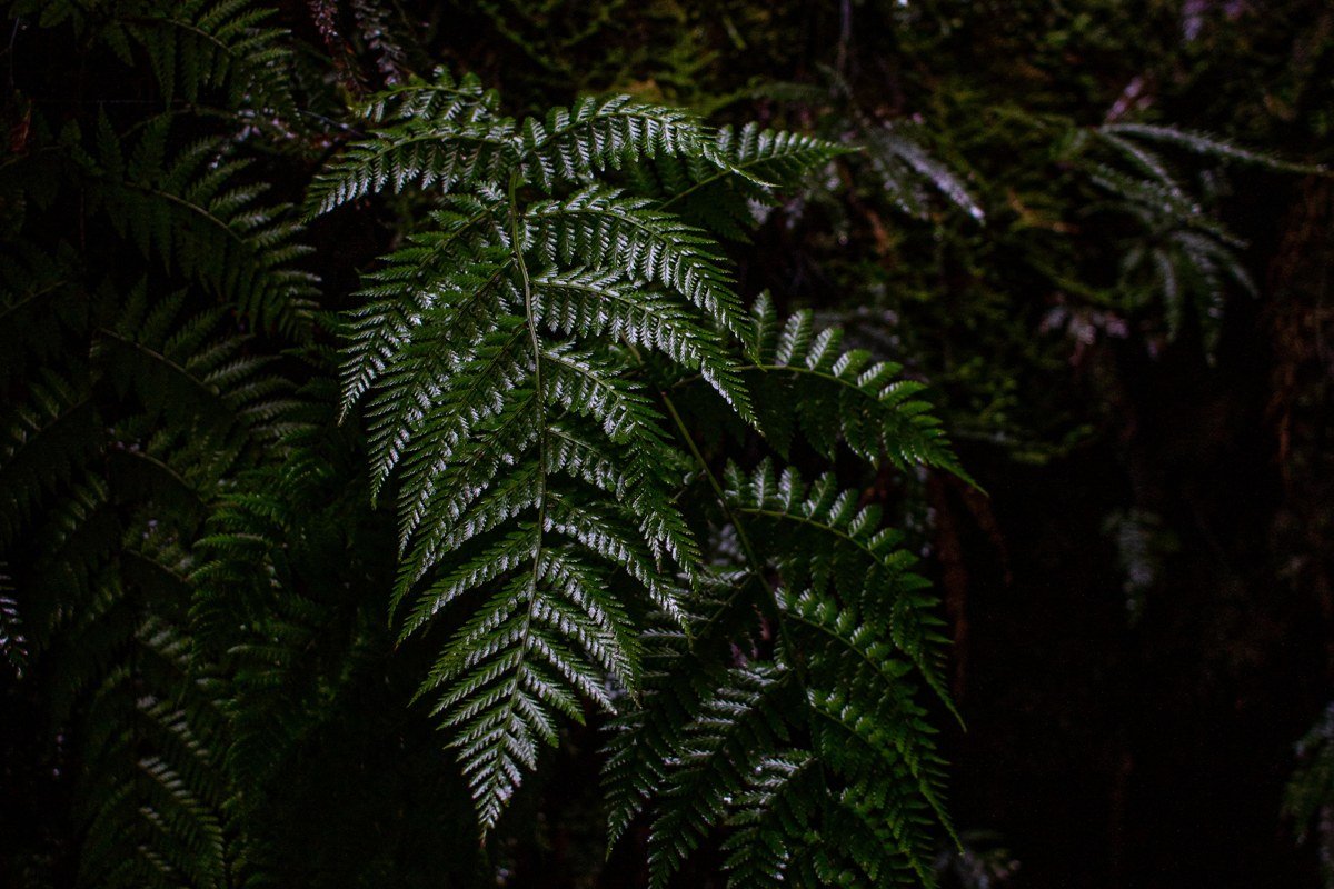 Fern Canyon walls covered in ferns with fog hanging low, California
