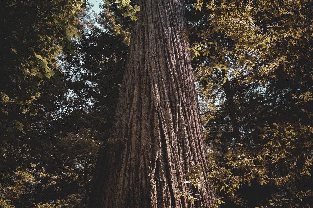 Stout Grove redwood trees along Howland Hill Road with dappled fog light, California