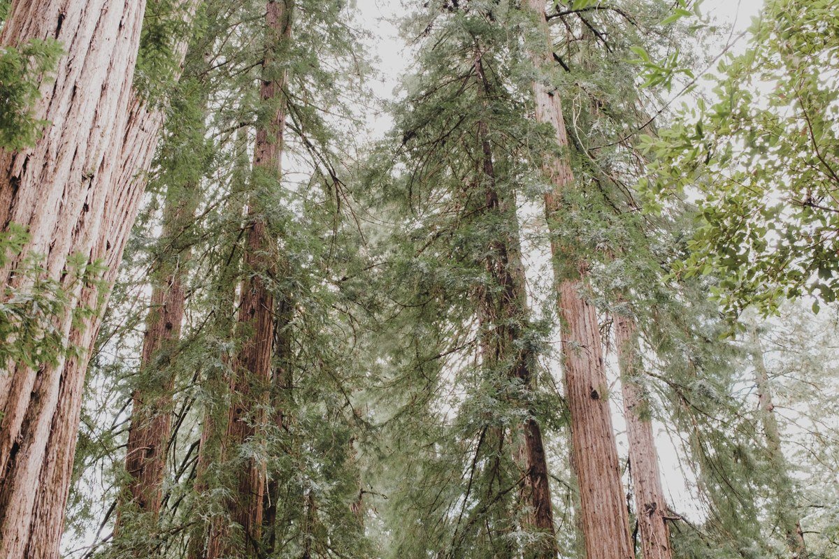Tall Trees Grove towering redwoods with fog at the canopy, California