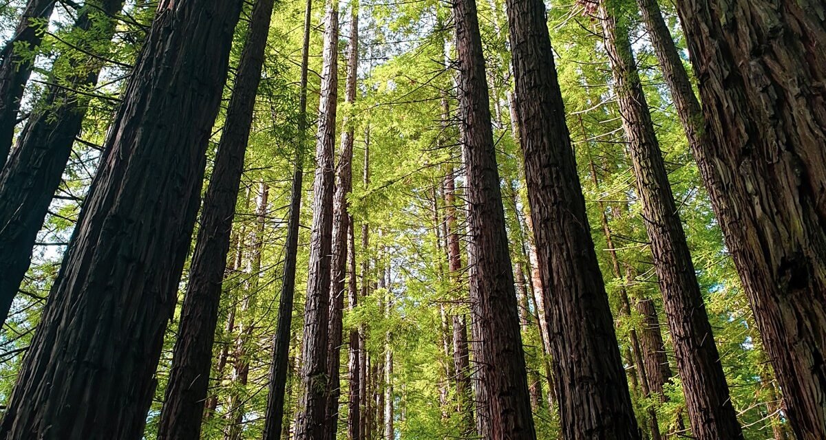 Redwood National Park's Fern Canyon Feels Prehistoric at Dawn: 8 Trails Where the Fog Settles Into the Walls