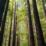 Redwood National Park's Fern Canyon Feels Prehistoric at Dawn: 8 Trails Where the Fog Settles Into the Walls