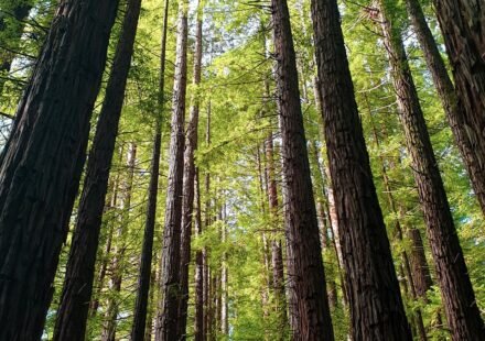 Redwood National Park's Fern Canyon Feels Prehistoric at Dawn: 8 Trails Where the Fog Settles Into the Walls