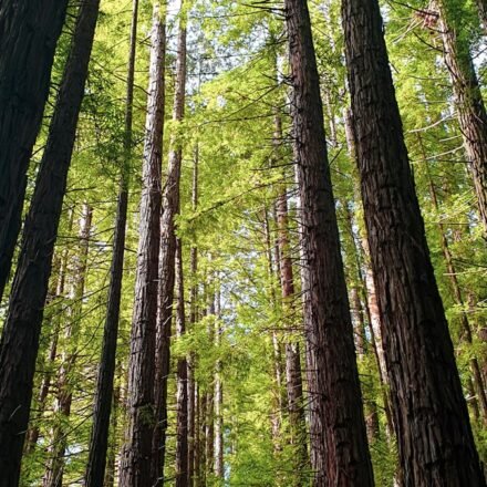 Redwood National Park's Fern Canyon Feels Prehistoric at Dawn: 8 Trails Where the Fog Settles Into the Walls