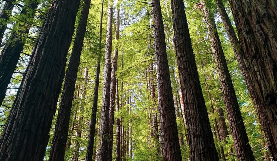 Redwood National Park's Fern Canyon Feels Prehistoric at Dawn: 8 Trails Where the Fog Settles Into the Walls