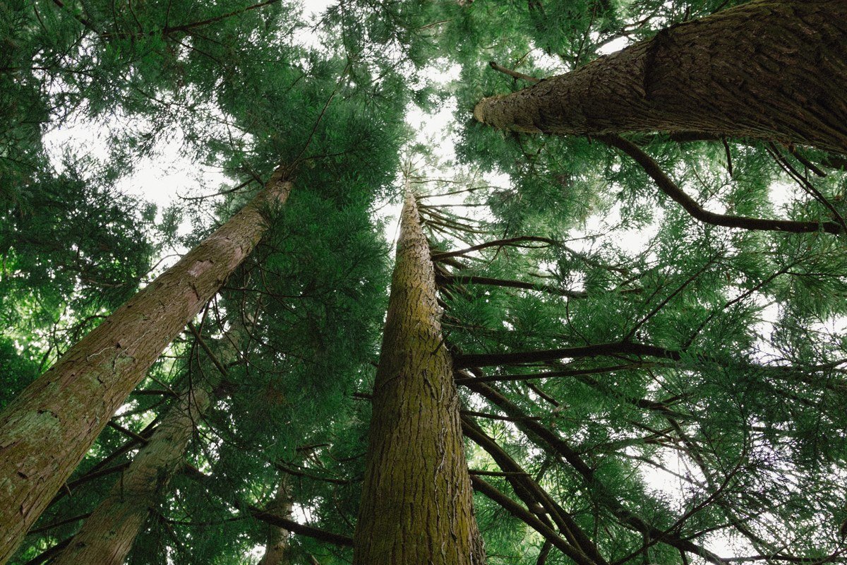 Tall Trees Grove California old growth redwoods with fog drifting between trunks