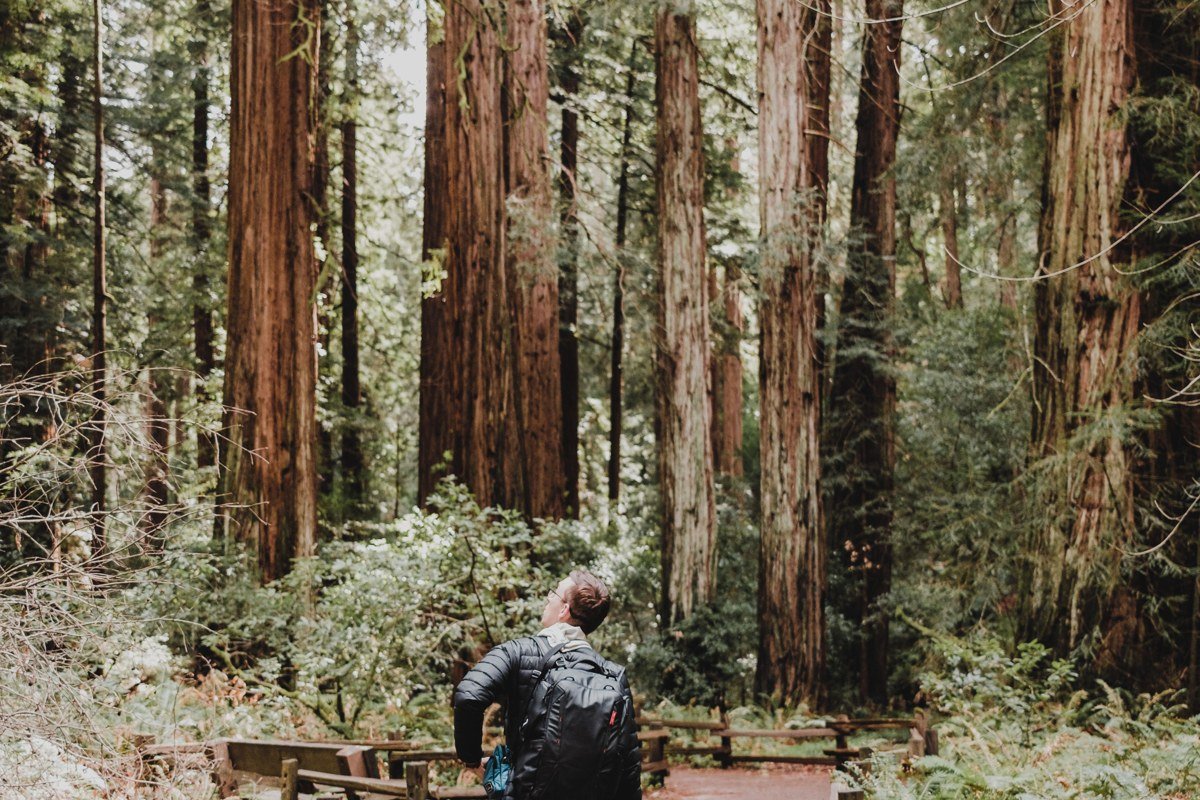 Lady Bird Johnson Grove loop trail redwoods with morning fog California