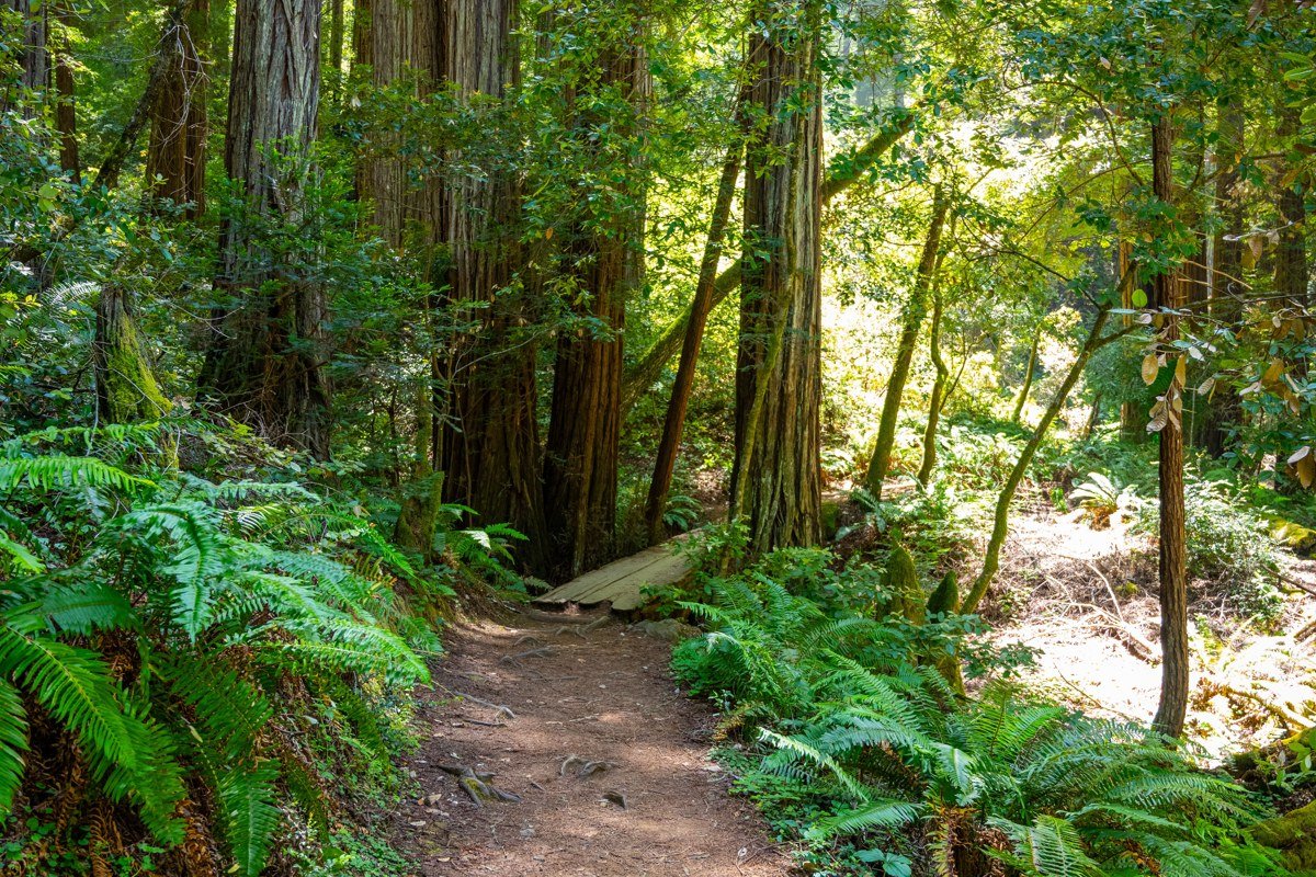 Boy Scout Tree Trail Jedediah Smith California fog hanging in ferns and redwood canopy