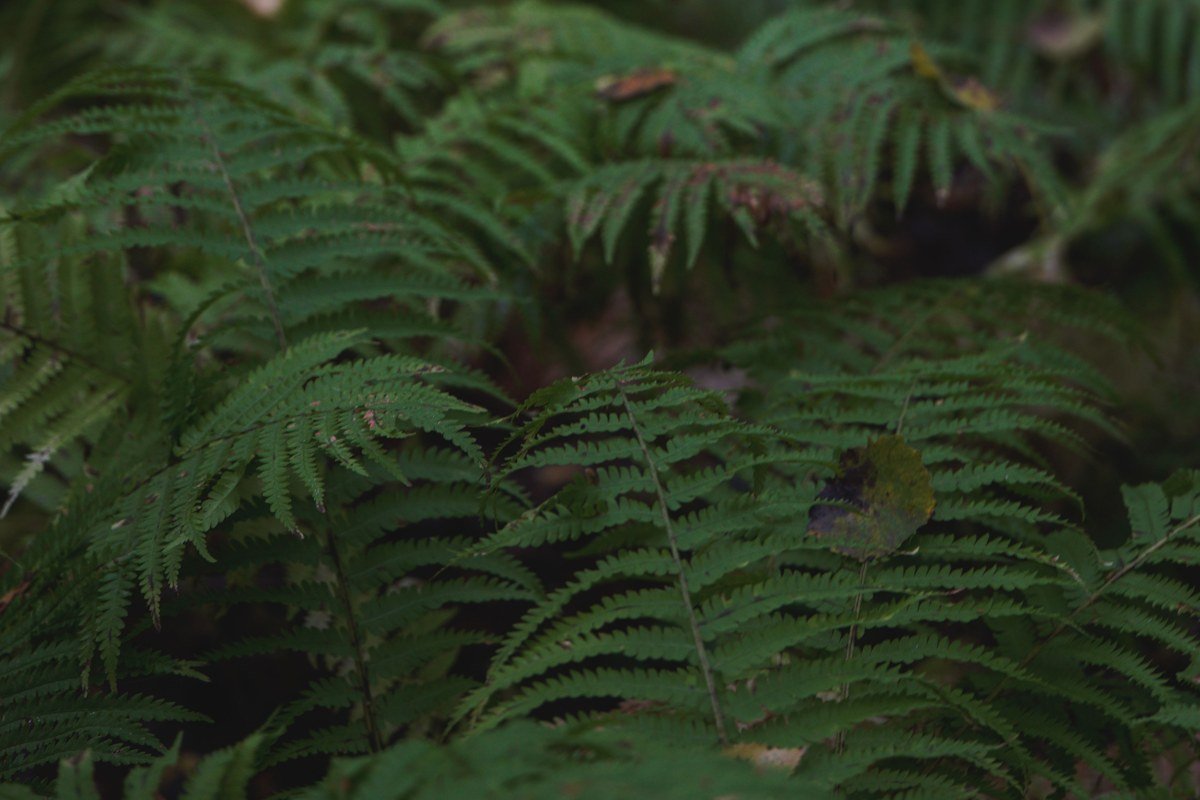 Fern Canyon Redwood National Park fifty foot fern covered walls fog at dawn