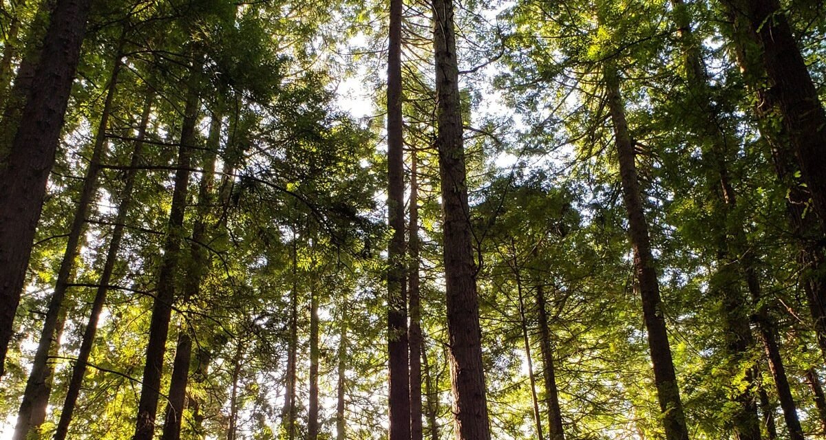 Redwood National Park's Foggiest Groves: 9 Trails Where Sunlight Never Quite Breaks Through