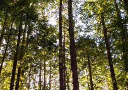 Redwood National Park's Foggiest Groves: 9 Trails Where Sunlight Never Quite Breaks Through