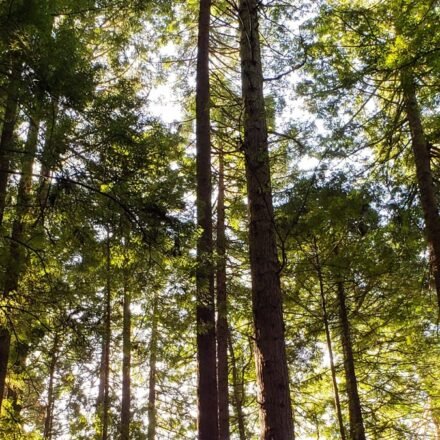 Redwood National Park's Foggiest Groves: 9 Trails Where Sunlight Never Quite Breaks Through