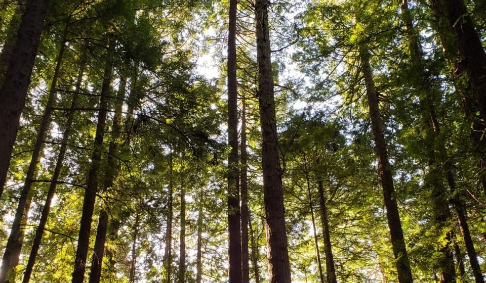 Redwood National Park's Foggiest Groves: 9 Trails Where Sunlight Never Quite Breaks Through