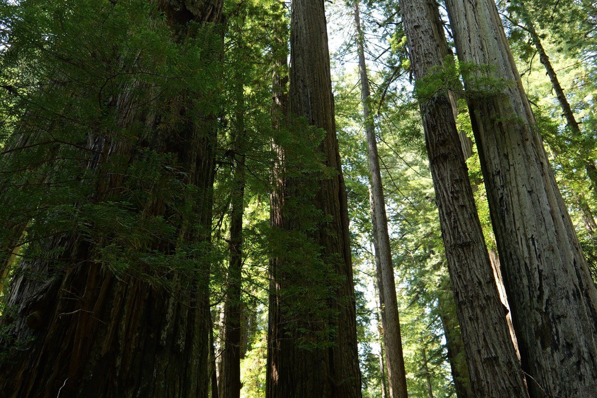 Boy Scout Tree Trail fog drifting between old-growth redwood trunks, ferns in foreground
